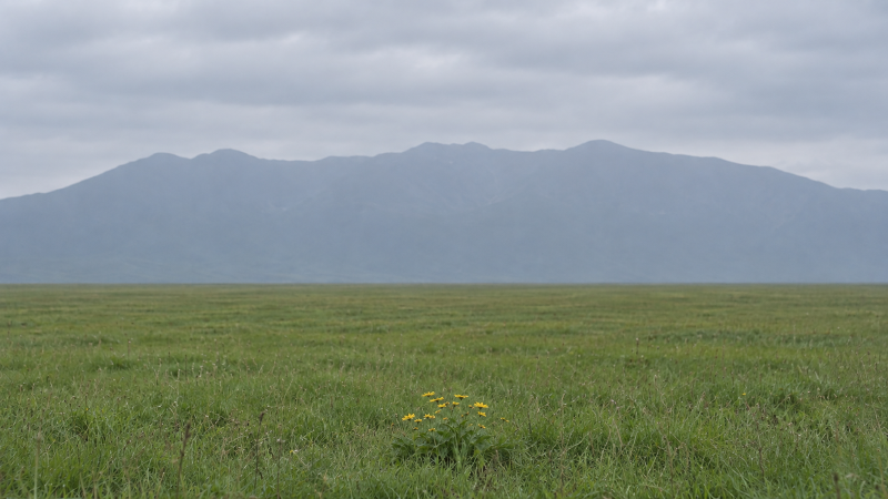 一丛花在前景、远山在后的风光照,花小得像装饰,山塌成一片扁平背景,层次感很弱